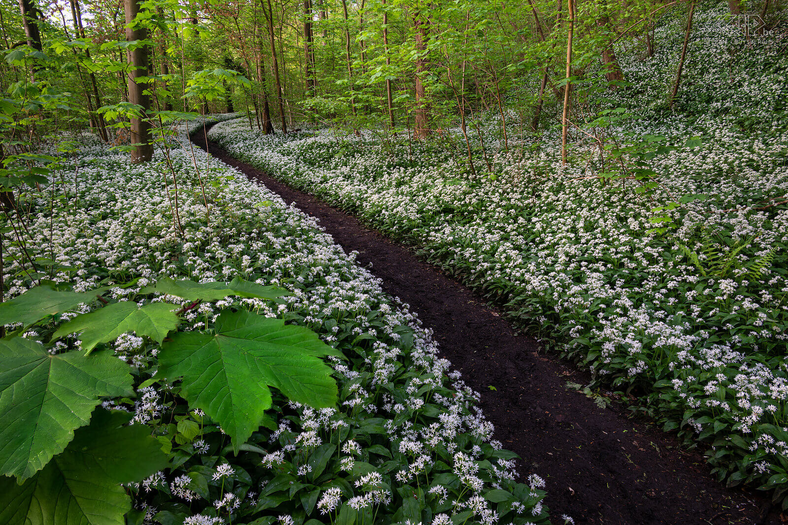 Spring bloomers - Wild garlic in Bois de Laurensart  Stefan Cruysberghs